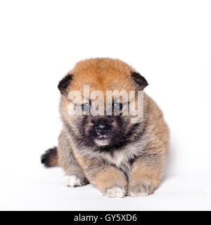 Shiba Inu chiot Banque D'Images