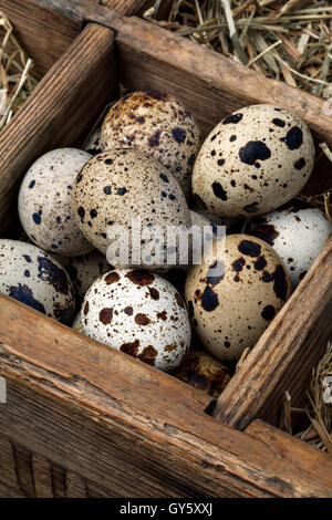 Oeufs de caille frais dans une boîte en bois vintage Banque D'Images