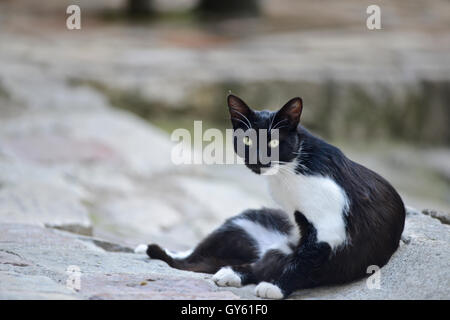 Chat dans les rues de la vieille ville de Kotor, Monténégro Banque D'Images