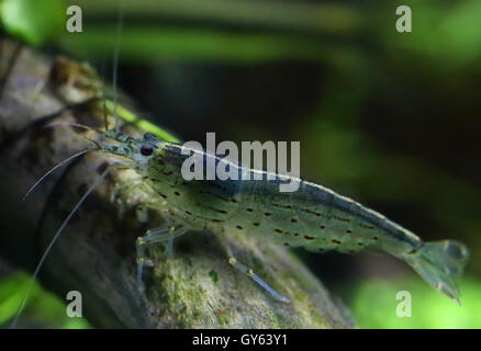 Crevettes Amano en aquarium planté Banque D'Images