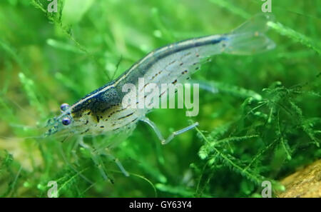 Crevettes Amano nommé d'après le célèbre aquariophile Japonais Takashi Amano Banque D'Images