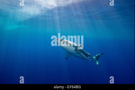 Grand requin blanc au sous-marin de l'île de Guadalupe au Mexique. Banque D'Images