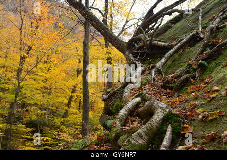 Hors des sentiers battus sur la montagne de Smugglers Notch dans le Vermont Banque D'Images