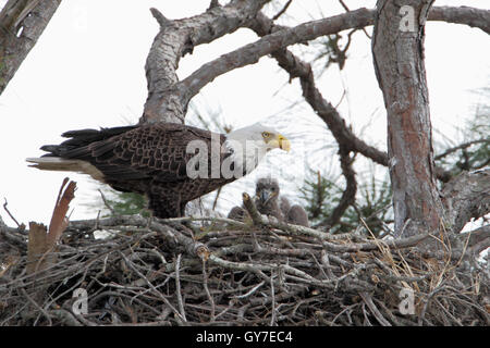 Pygargue à tête blanche (Haliaeetus leucocephalus) sur son nid avec les jeunes, trois lacs WMA, Florida, USA Banque D'Images