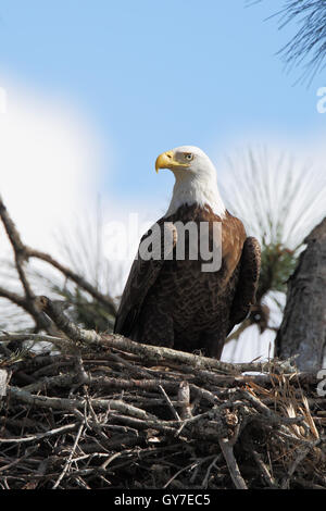 Pygargue à tête blanche (Haliaeetus leucocephalus) sur son nid, trois lacs WMA, Florida, USA Banque D'Images