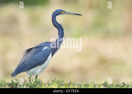 Aigrette tricolore (Egretta tricolor) marcher dans l'herbe, le lac Marian, Florida, USA Banque D'Images