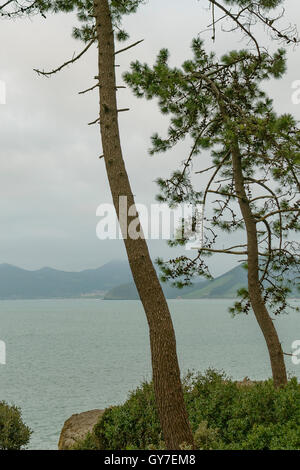 Forêt de pins, à Noja, Santander, Cantabria, ESPAGNE, Banque D'Images