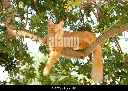 Chat domestique, red tabby, gingembre, angora longhair hybride, couché sur une branche d'arbre Banque D'Images