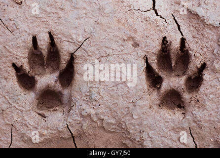 Indian Jackal, Canis aureus indicus, deux empreintes dans la boue, Gujarat, Inde. Les impressions indiquent le jackal's deux pattes. Banque D'Images