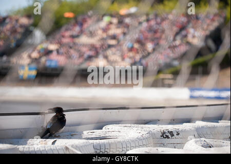 Barcelone, Espagne. 18 Septembre, 2016. Un oiseau reste reste au cours de la Barcelona World FIA Rallycross sur le circuit de Catalunya. Crédit : Pablo Guillen/Alamy Live News Banque D'Images