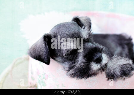 Schnauzer Mini sommeil Banque D'Images