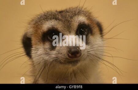 Un meerkat/suricate (Suricata suricatta), originaire d'Afrique Banque D'Images
