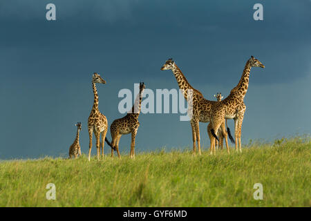 Girafe masaï debout dans le soleil sur les nuages de tempête Banque D'Images