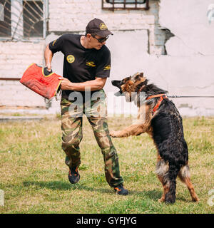 Gomel, Bélarus - 23 juillet 2016 : la formation de chien de berger allemand en club de sport régional de Gomel et décoratif chien-reproduction. Mordre d Banque D'Images