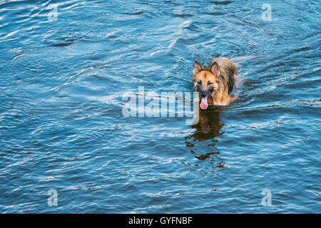 L'Echelle se vautrer dans l'eau bleue de la rivière Lac Loup alsacien Long-Haired Chien Noir et rouge humide et de la langue. Deutscher, Allemand Banque D'Images
