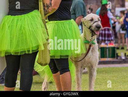Les gens et lévrier irlandais participant à Saint Patrick's Day Parade,Brisbane Queensland, Australie, Banque D'Images