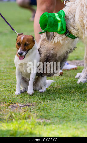 Jack Russell et lévrier irlandais participant à Saint Patrick's Day Parade,Brisbane Queensland, Australie, Banque D'Images