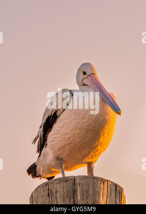 Pelican (Pelecanus conspicillatus australienne) perching on wooden post Banque D'Images