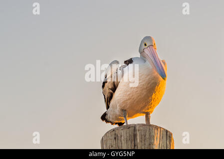 Pelican (Pelecanus conspicillatus australienne) perching on wooden post Banque D'Images