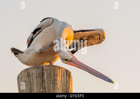 Pelican (Pelecanus conspicillatus australienne) perching on wooden post Banque D'Images