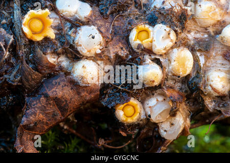 Des organes de fructification de shooting star (Sphaerobolus stellatus) croissant sur les feuilles mortes en Clumber Park, Nottinghamshire. Octobre. Banque D'Images