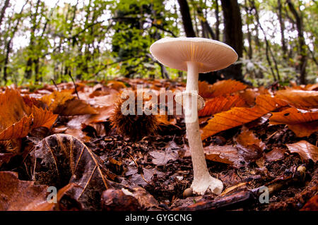 Une fausse deathcap (Amanita citrina) croissant dans la litière de feuilles sur le plancher de bois dans la région de Clumber Park, Nottinghamshire. Octobre. Banque D'Images