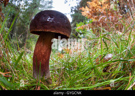 Un scarletina Bolet (Boletus luridiformis, anciennement B. erythropus) croissant dans une balade à travers forêt mixte herbeux en Clumb Banque D'Images