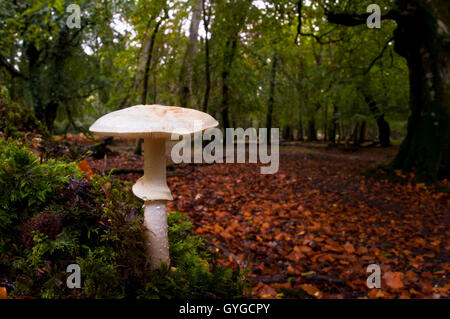 Une fausse deathcap (Amanita citrina) de plus en plus caduques dans la New Forest, Hampshire. Octobre. Banque D'Images