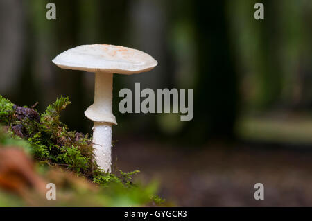 Une fausse deathcap (Amanita citrina) de plus en plus caduques dans la New Forest, Hampshire. Octobre. Banque D'Images