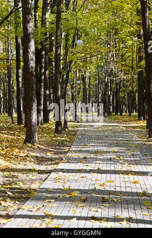 Chemins de l'autumn park sont couverts par un soleil Banque D'Images