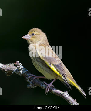 Verdier (Carduelis chloris) perché sur une branche avec un fond sombre Banque D'Images