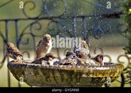 Les moineaux domestiques se baignant dans un bain d'oiseaux les projections d'eau. Banque D'Images