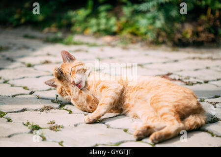 Rouge Orange paisible chat tigré chaton mâle se lave lui-même lécher Outdoor Banque D'Images
