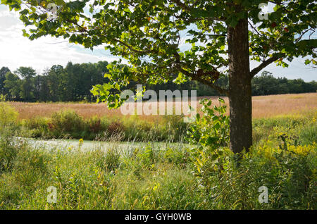 Paysage de l'érable et couverts d'algues étang sur prairie de hautes herbes et des plantes indigènes dans le Minnesota chaska Banque D'Images