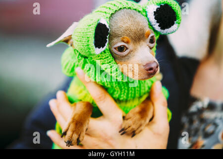 Belle petite Chihuahua Dog habillés en costume de grenouille. Toy Dog Banque D'Images