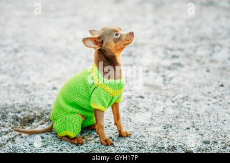 Belle petite Chihuahua Dog habillés en tenue, d'un séjour piscine au printemps ou en automne Banque D'Images