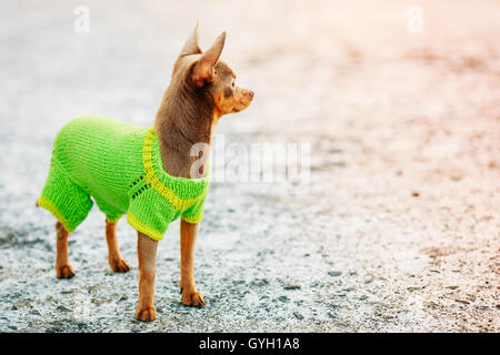 Belle petite Chihuahua Dog habillés en tenue, d'un séjour à l'extérieur et à la recherche du côté droit Banque D'Images