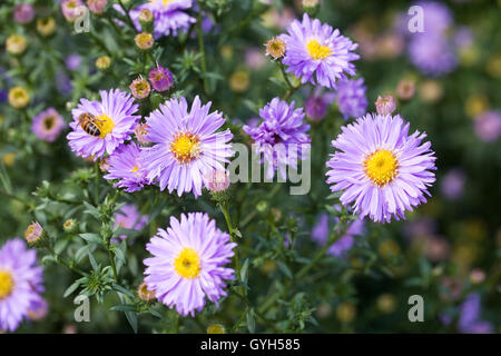 Symphyotrichum novi-belgii 'Ada Ballard'. Banque D'Images