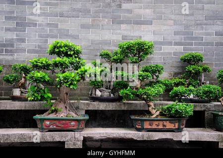 Arbres bonsaï en pot sur un banc en pierre à l'intérieur des six Banyan Tree temple bouddhiste à Guangzhou en Chine. Banque D'Images