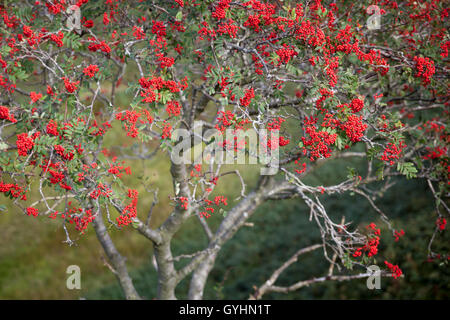 Baies rouge vif sur une montagne Ash Rowan Tree au début de l'automne sur les collines dans le Lake District Banque D'Images