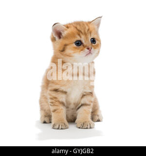 Petit chaton de la race, la coloration de marbre rouge. L'âge d'un mois. Isolated on white Banque D'Images