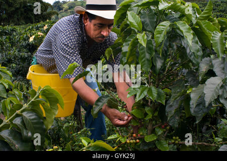 La récolte de café à l'Hacienda San Alberto. Les plantations de café près de la ville Buenavista. Quindio, la Colombie. Café de Colombie se développer Banque D'Images