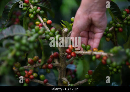 La récolte de café à l'Hacienda San Alberto. Les plantations de café près de la ville Buenavista. Quindio, la Colombie. Café de Colombie se développer Banque D'Images