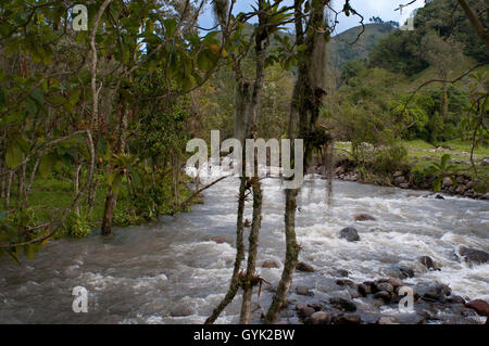 Paysage de la rivière 'río arriba' dans la vallée de Cocora, Colombie. La culture du café colombien axe. Le café de Colombie Regio Banque D'Images