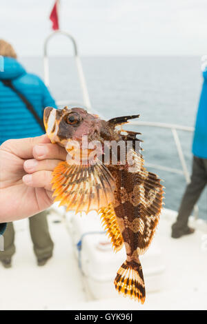 Hemilepidotus est genre de chabot. Bas pêche en mer dans le Pacifique près de Kamchatka. Banque D'Images