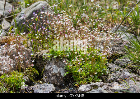 Starry saxifrage à feuilles opposées (Saxifraga stellaris), la floraison, l'Autriche, le Tyrol, Kuethai Banque D'Images