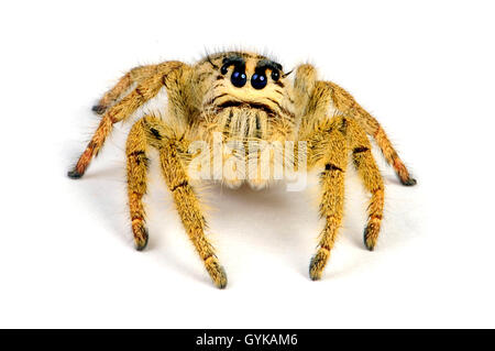 D'araignées aranéomorphes de la famille des gradungulidae (jaune), Java grand thomisidae, cut-out, l'Indonésie, Java Banque D'Images
