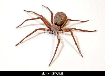 Cloporte hunter, cloportes communs-eating Spider, Spider (cellule Sicarius terrosus), à-coups Banque D'Images