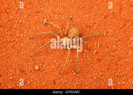 Cloporte hunter, cloportes communs-eating Spider, Spider (cellule Sicarius terrosus), sur le sable rouge Banque D'Images