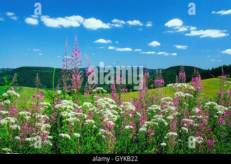 L'épilobe, blooming sally, Rosebay willow-herb, Grand willow-herb (Epilobium angustifolium, Chamerion angustifolium), d'épilobes et de la valériane à un calvaire à Oberhenneborn, Allemagne, Rhénanie du Nord-Westphalie, Rhénanie-Palatinat Banque D'Images